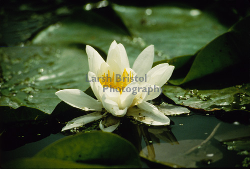 Water Lily