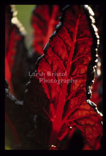 Red Leaf