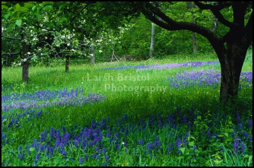 Grassy Field and Tree