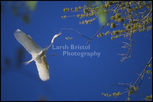 Flight of the Egret