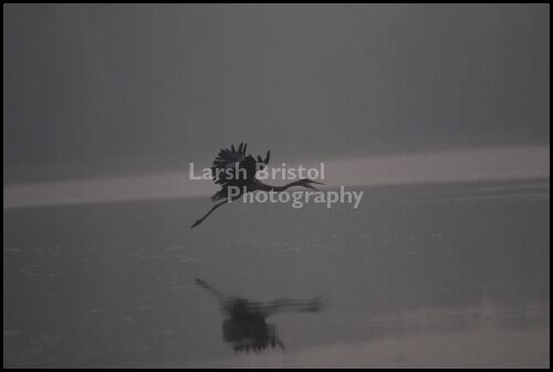 Flying Egret