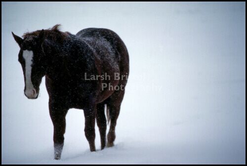Horse in Snow