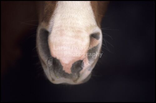 Horse Nose