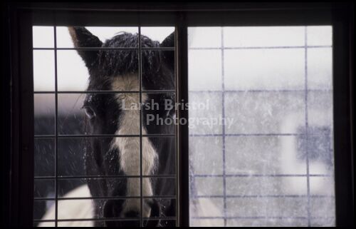 Horse in Snowy Window