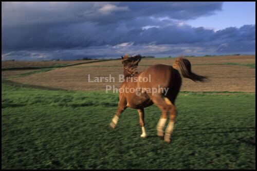 Galloping Horse