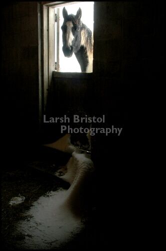 Horse looking into Barn window