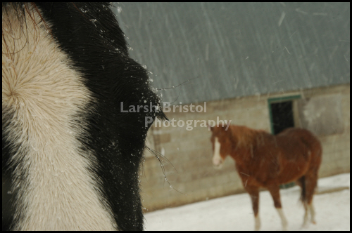 Horses in Snow