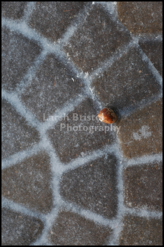 Ladybug On Brick Pavers