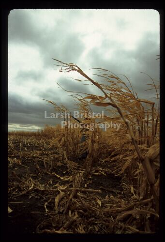 Pheasant Hunting