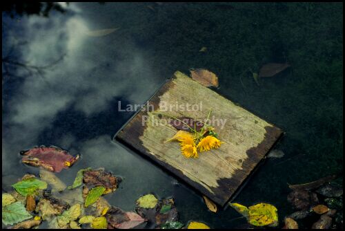 Leaf on board floating on water