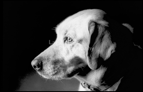 Yellow Lab in a Black & White Photo 