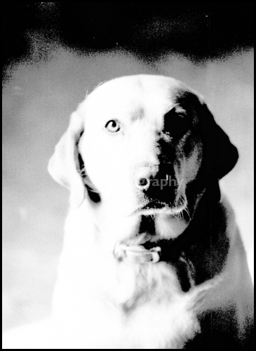 Yellow Lab Portrait 