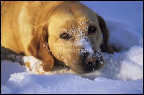 Yellow Lab in the snow