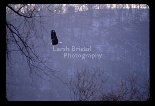 Eagle Flying By Trees and a Bluff