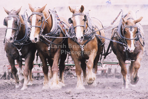 Horses Pulling Plow