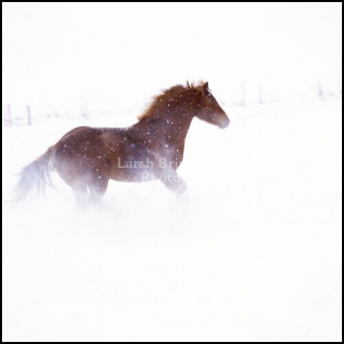 Horse running in snow