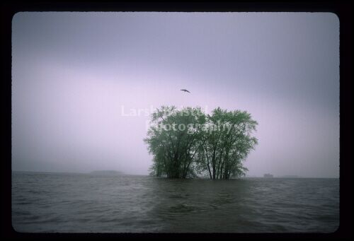 Spring Nesting Search - Upper Mississippi River