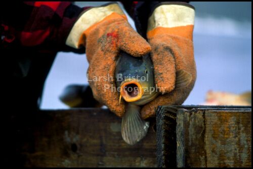 Fish with mouth open held by gloved hands