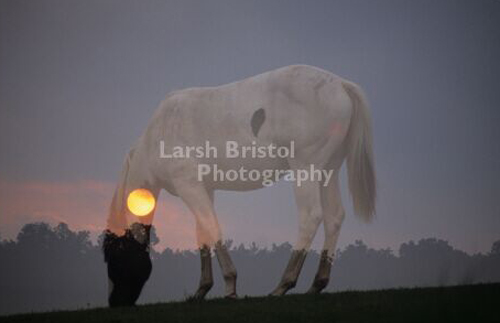 Horse with sun reflected on neck