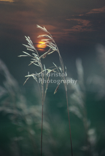 Grass and Setting Sun