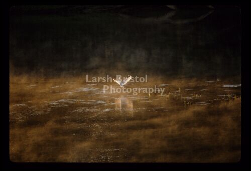 White Egret on Water