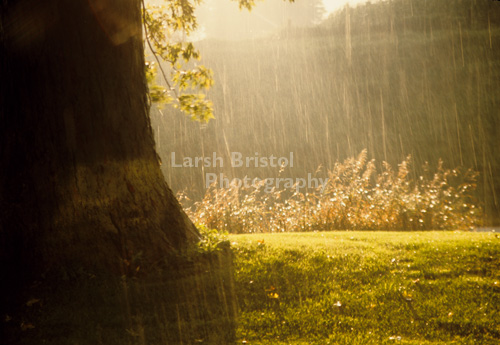 Tree in Rain Storm