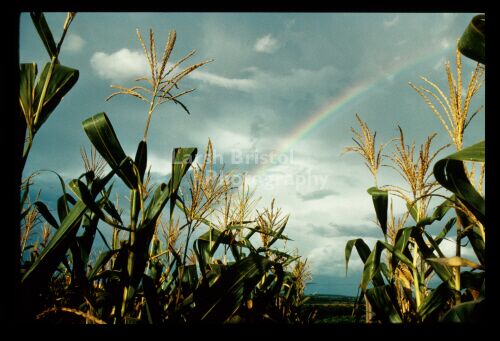 Gold at the End of a Rainbow