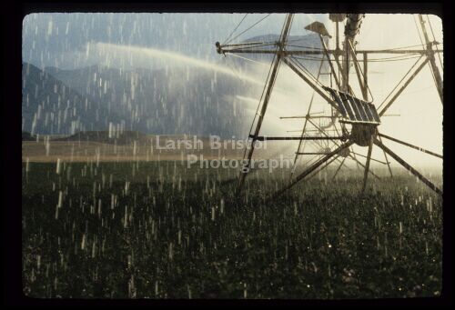 Irrigating Crop