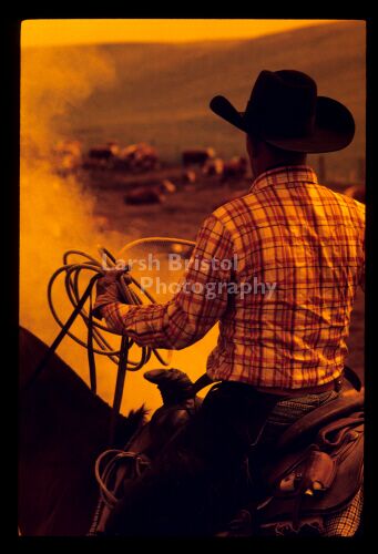 Cowboy working cattle