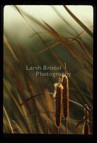 Cattails