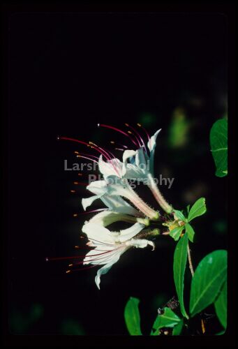 White Flowers