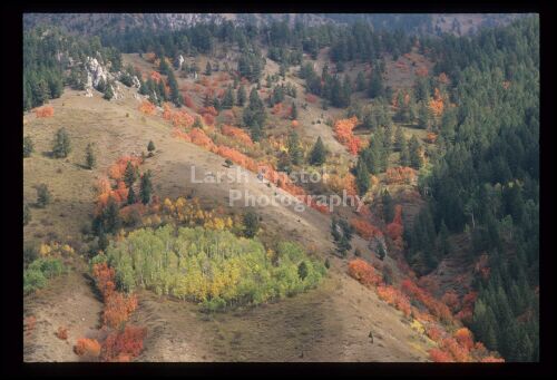 Western Fall