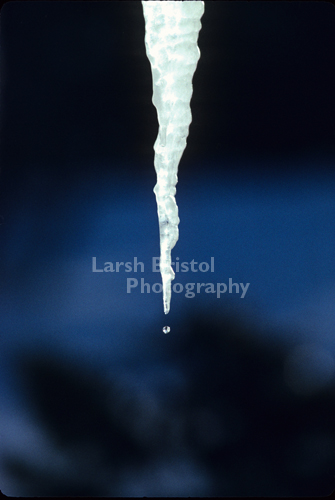 Dripping Icicle