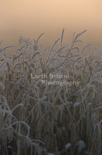 Heavily Frosted Grass