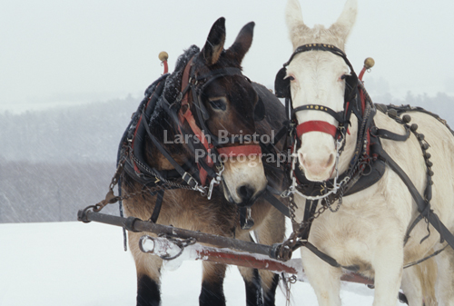 Harnessed Mules