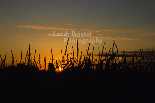 Corn field at Sunset