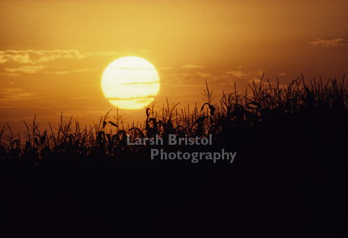 Sun setting on Corn field