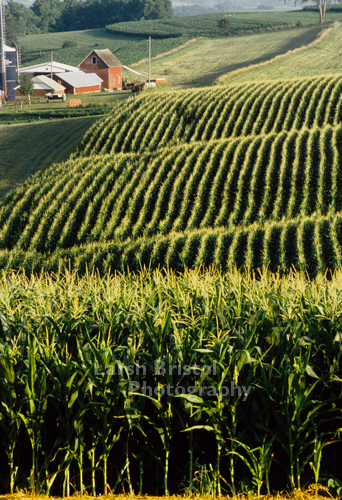 Rolling Farm Fields