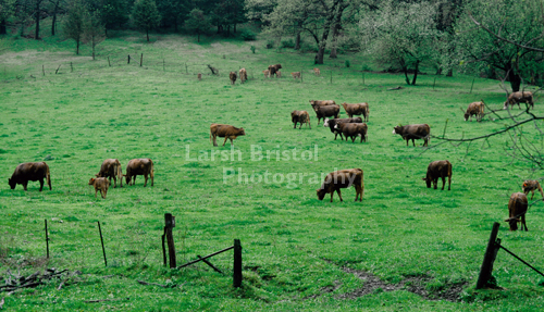 Beef Cattle