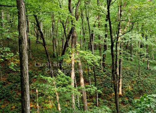 Young Green Forest