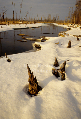 Snowy Backwaters of the Mississippi