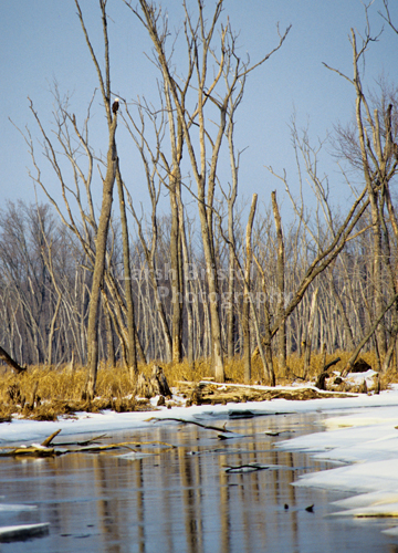 Watchful Eagle in Snowy Mississippi Backwaters