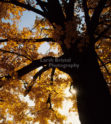 Fall Tree