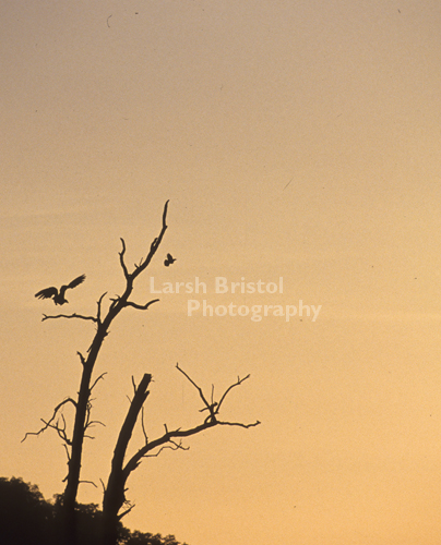 Silhouetted Birds