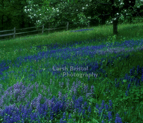 A Field of Flowers