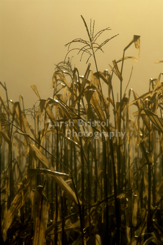 Wet Corn Stalks