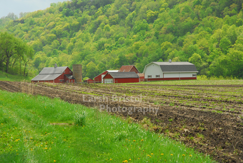 Red Farm Buildings