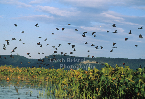 Redwing Blackbirds in Flight