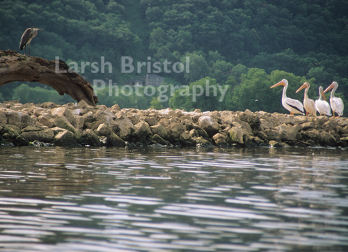 Pelicans on Rocks