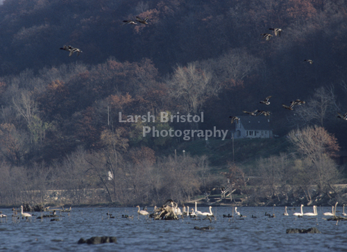 Ducks and Snow Geese on the River